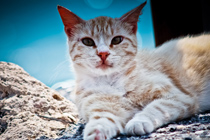 在线DDOS攻击平台